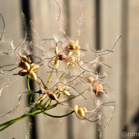 Клематис :: Роман Алексеев Клематис :: Роман Алексеев