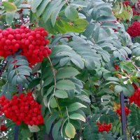 *** :: Galina Solovova *** :: Galina Solovova