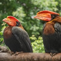 Огненный гомрай :: SanSan 