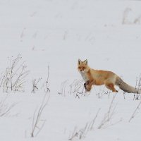 Нечаянная встреча. :: Михаил Белоусов
