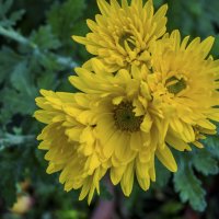 Жёлтые Хризантемы :: Валентин Семчишин