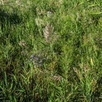 Лужайка у моря :: Анатолий Чикчирный