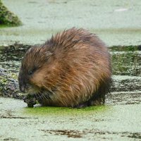 Ондатра моет ряску :: Лина 