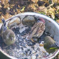 Оголодали :: Людмила Смородинская Оголодали :: Людмила Смородинская