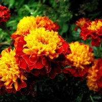 Бархатцы цветут :: Людмила Смородинская