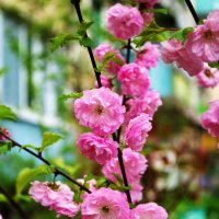 Миндаль трехлопастный :: Александр Лычагин