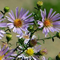 Сентябринка, сентябриночка, звёздочка осенняя моя :: Татьяна Смоляниченко