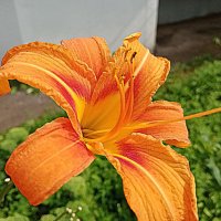 Цветы. :: Владимир Драгунский