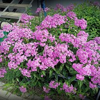 Цветы. :: Владимир Драгунский