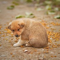 Ничей.... :: Ирина С