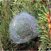 Интересная паутинка. :: Валерия Комова