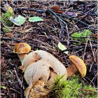 Удушающие объятья ложнодождевика. :: Валерия Комова Удушающие объятья ложнодождевика. :: Валерия Комова