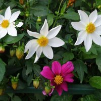 Георгины Веселые ребята :: Рита Симонова