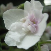 Фиалка :: Елена Семигина Фиалка :: Елена Семигина