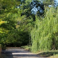 В парке :: Андрей Л. В.