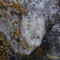 Природа Крыма :: Amazing Cosmea