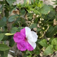 Цветок :: Giant Tao / Цветок :: Giant Tao /