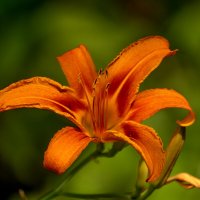 Лилейник :: Игорь Сикорский