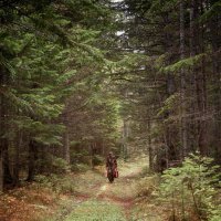 грибник :: Елена 