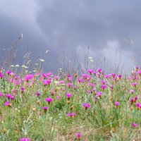 Краски лета. :: Алексей Трухин
