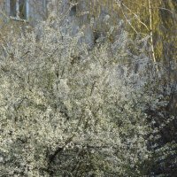 "Будет апрель!" Ю.Левитанский :: Syntaxist (Светлана) "Будет апрель!" Ю.Левитанский :: Syntaxist (Светлана)