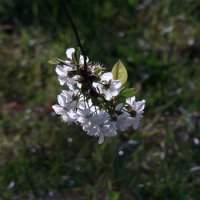 "Будет апрель!" Ю.Левитанский :: Syntaxist (Светлана)