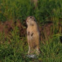 Они среди нас :: Владимир 