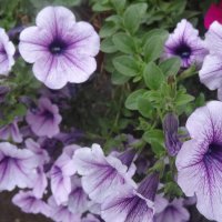 ПЕТУНИИ :: СЕРГЕЙ ФИЛОЧКИН