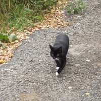 Чёрный кот в белых носочках :: Freddy 97