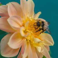 *** :: Виктор Иванович Чернюк