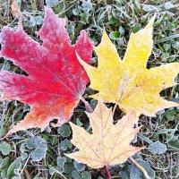 Вот и осень пришла :: Наталья 