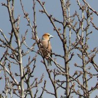 Дубонос :: Елена Елена