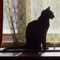 Вася сфинкс :: Лера 