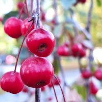 Осенние ягодки :: Наталья 