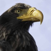 Steller&#39;s sea eagle :: Al Pashang 