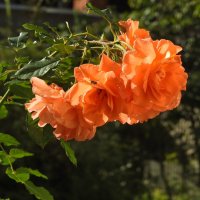 ****** :: ИННА ПОРОХОВА