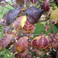 Краски... :: Андрей Катков