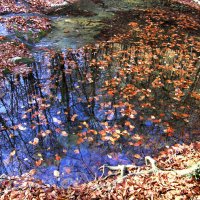Осенний пруд. :: Геннадий Валеев