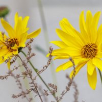 Топинамбур :: Светлана Тихонина