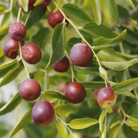 Зизифус :: Светлана Тихонина Зизифус :: Светлана Тихонина