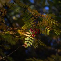 Осенние сюжеты :: Павел Харлин