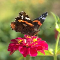 ... :: Вячеслав Минаев