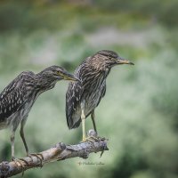 Юные кваквы. :: Светлана Ивановна Медведева