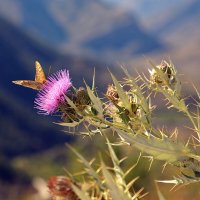 высоко высоко в горах.... :: M Marikfoto