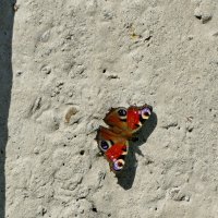 опять про бабочек 21 :: Александр Прокудин