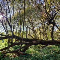 дерево-фундамент :: Артём 