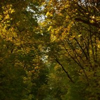 Сказочный лес :: Мария Яковлева Сказочный лес :: Мария Яковлева