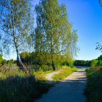 Берёзы в вечерних лучах. :: Милешкин Владимир Алексеевич Берёзы в вечерних лучах. :: Милешкин Владимир Алексеевич