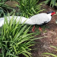 Серебряный фазан :: Veera V