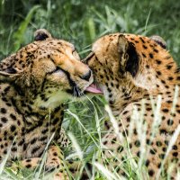 Гепарды :: SanSan 